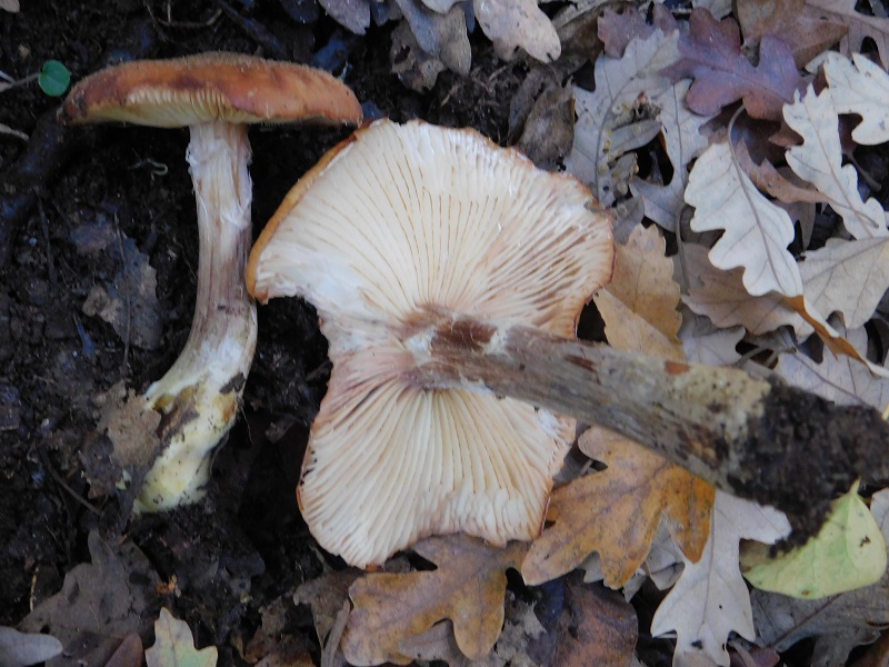 13 Fotogr.il 18.12.2021 sotto Leccio